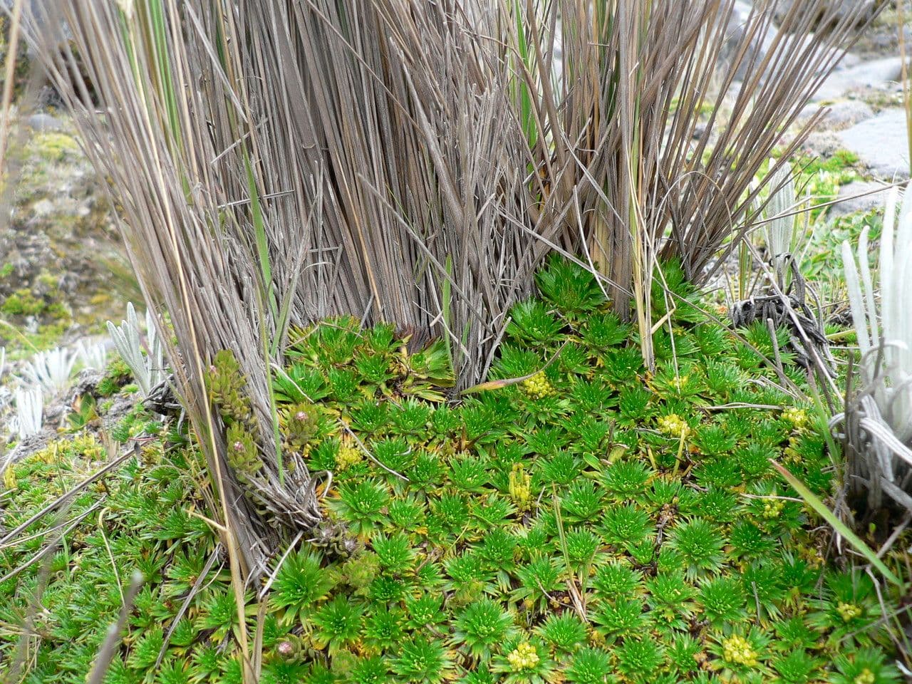 Azorella 5