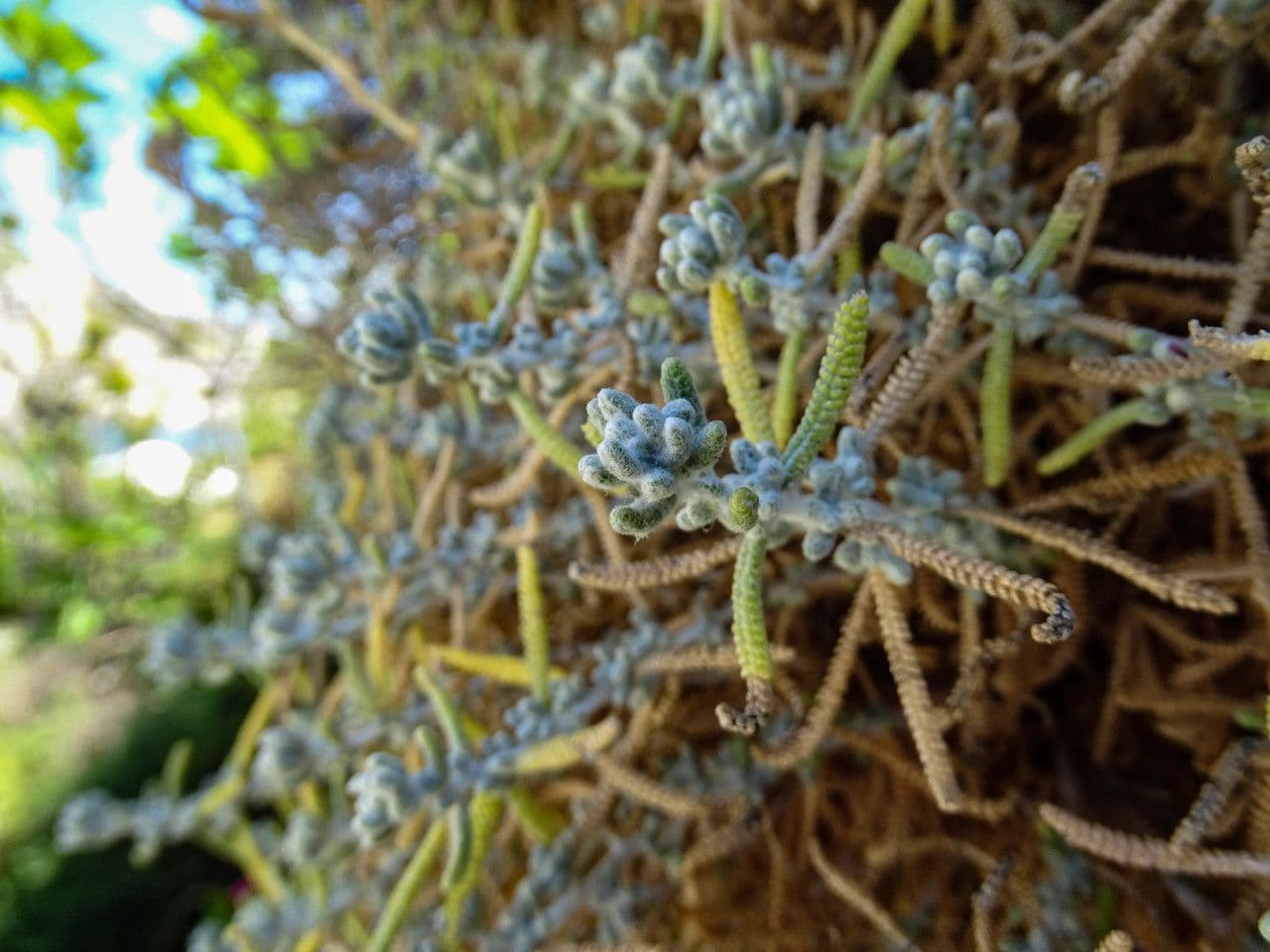Achillea di Creta 11