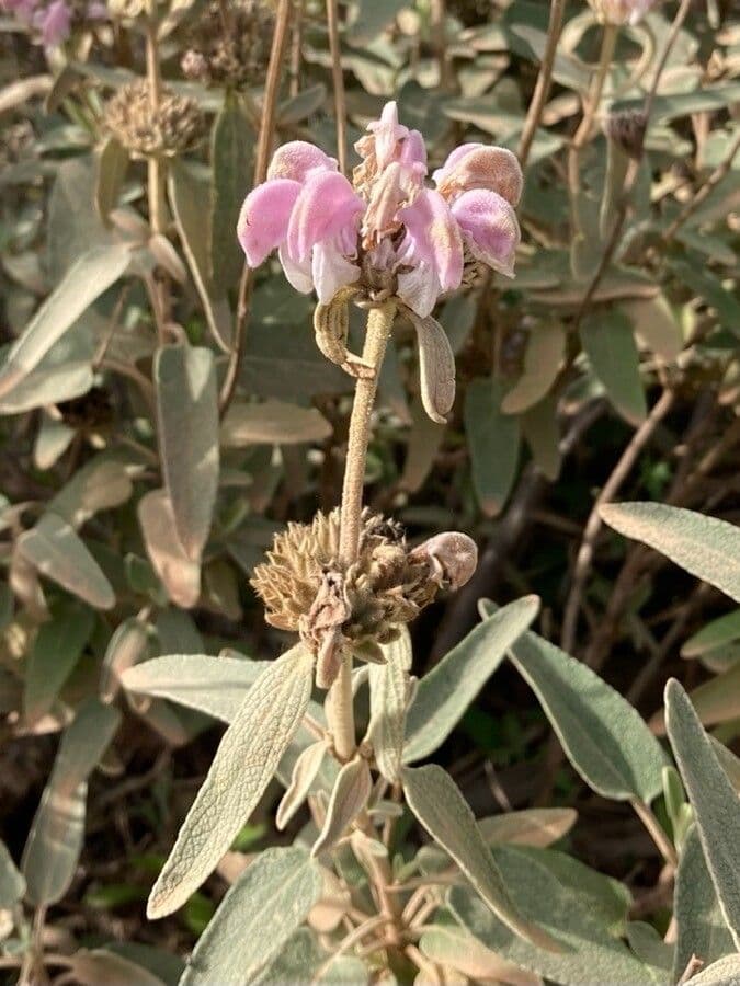 Matagallo 30