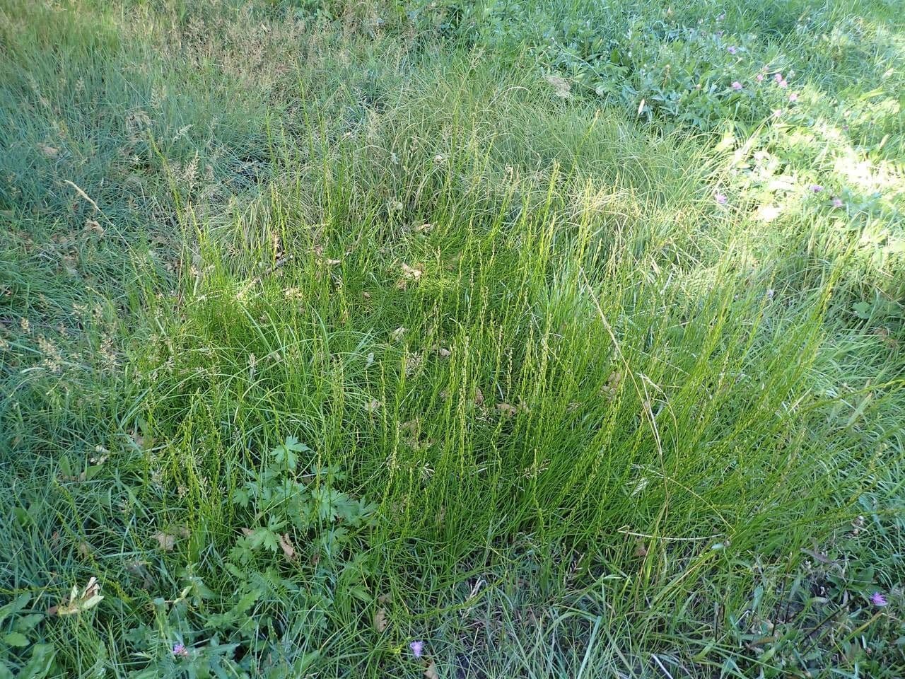 Giuncastrello palustre 11