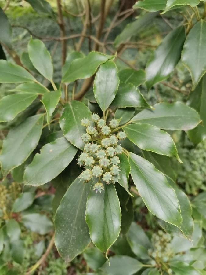 Trochodendron 5