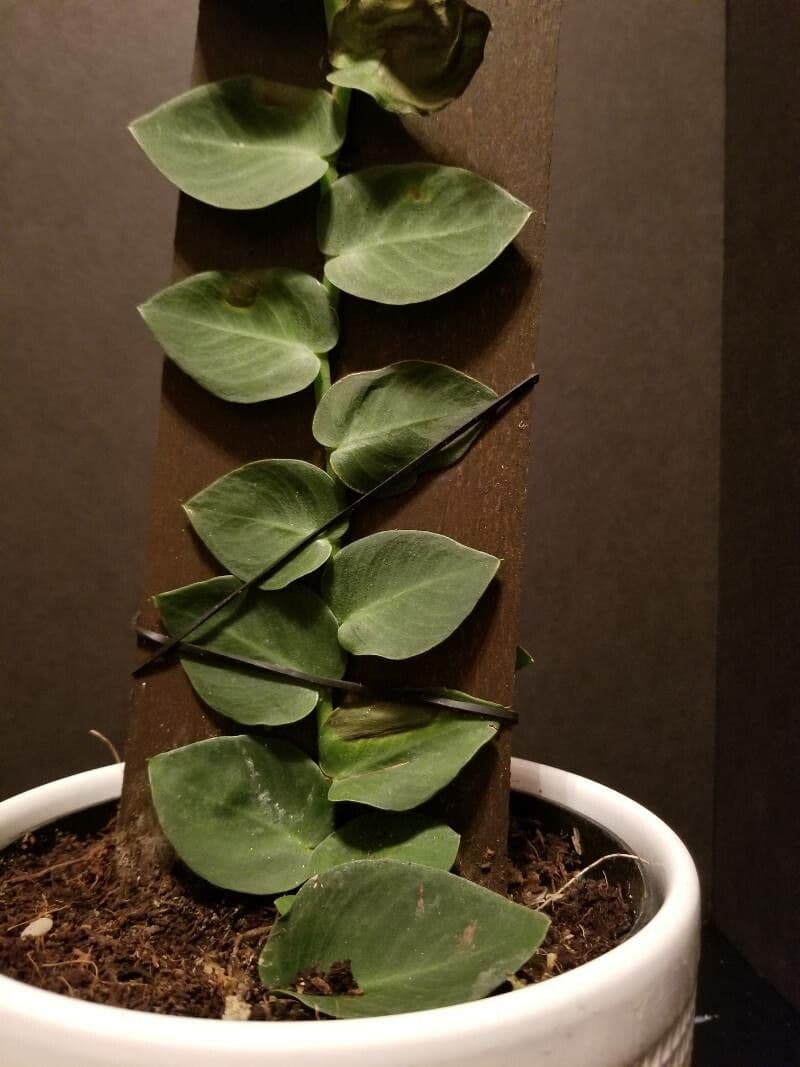 Rhaphidophora 4
