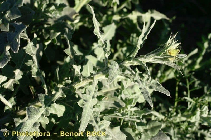 Centaurea 11
