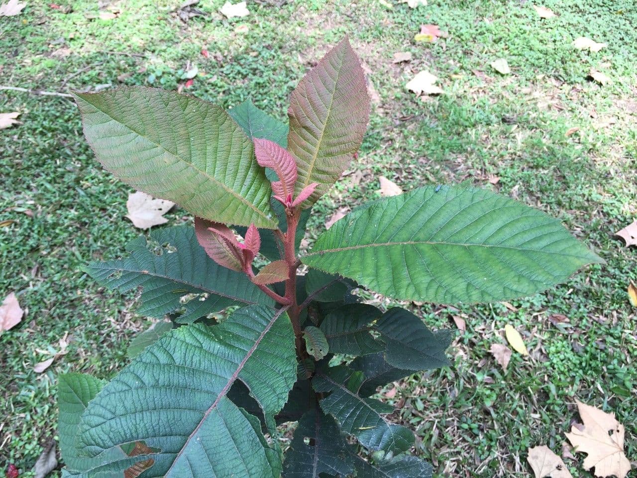 Clethra 6