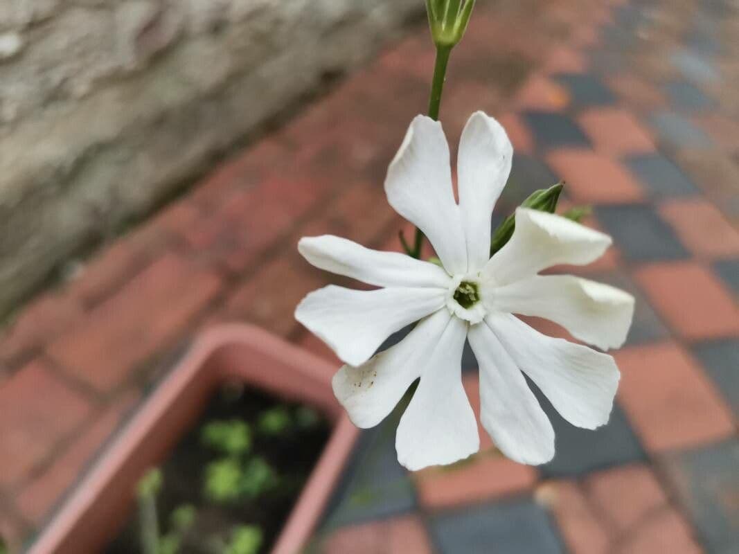 Silene 3