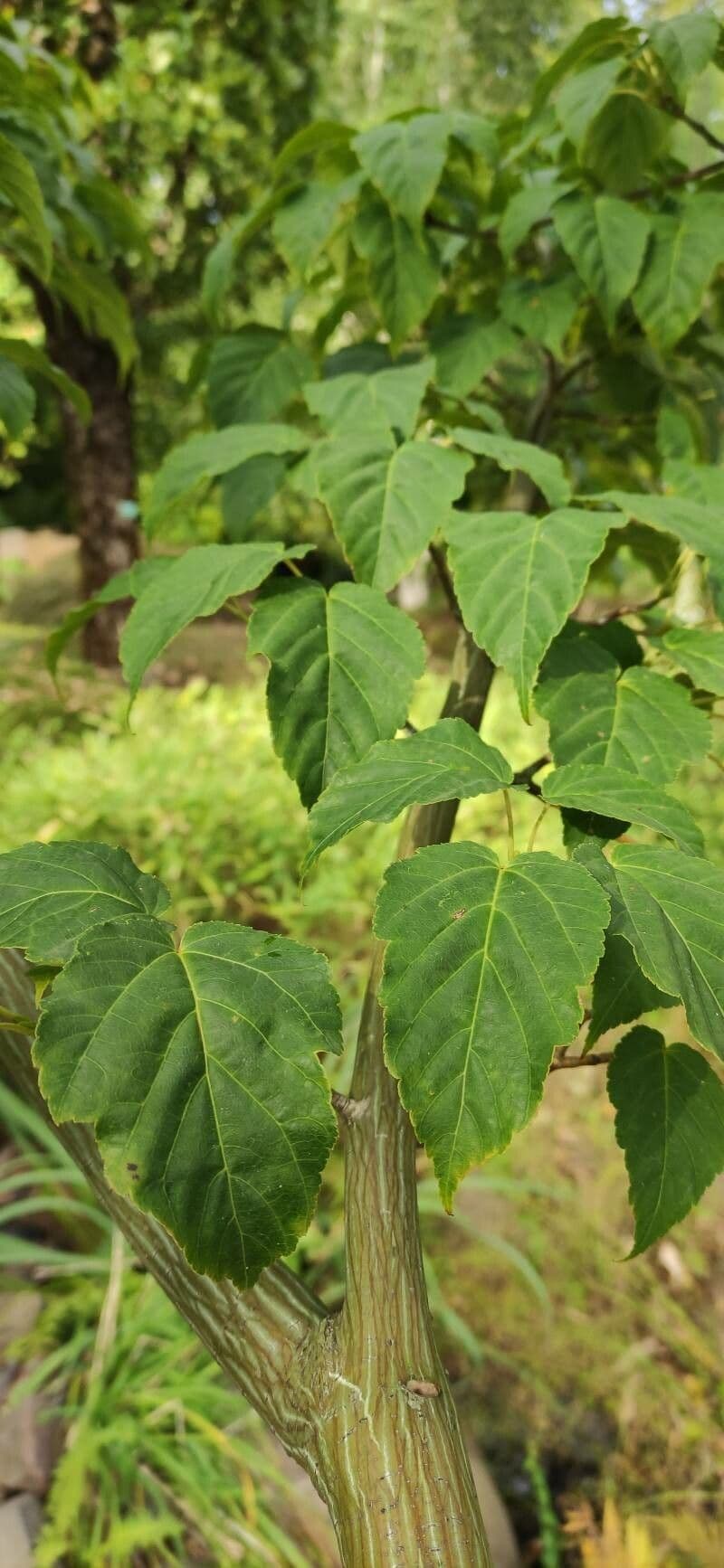 Érable capillipes 13