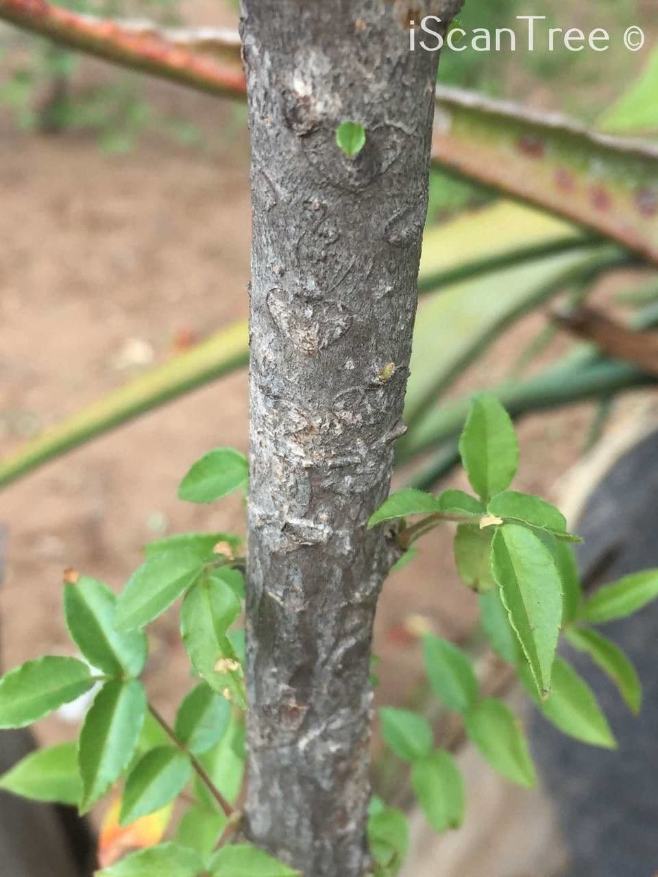 Seringa bianca 14