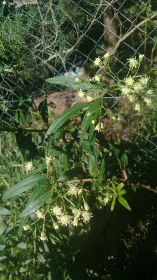 Brickellia eupatorioides 7