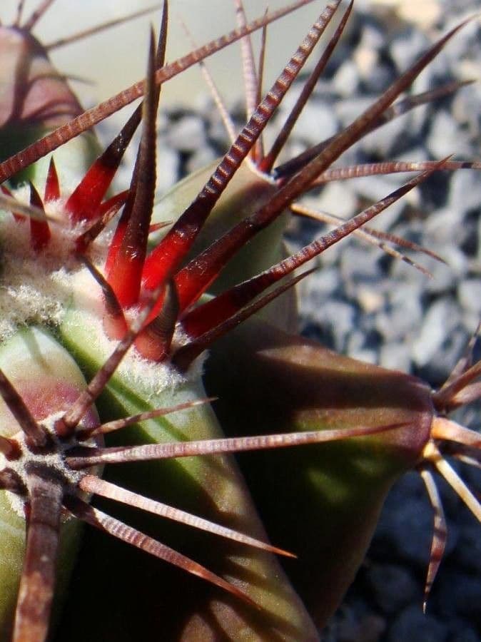 Cactus a botte di Emory 17
