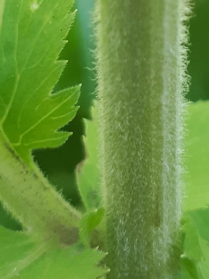 Großblättrige Schafgarbe 17