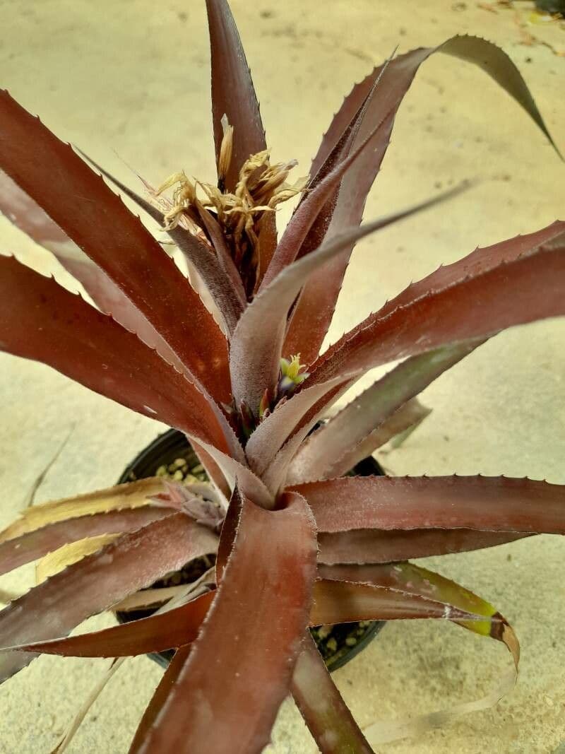 Billbergia pendula 18