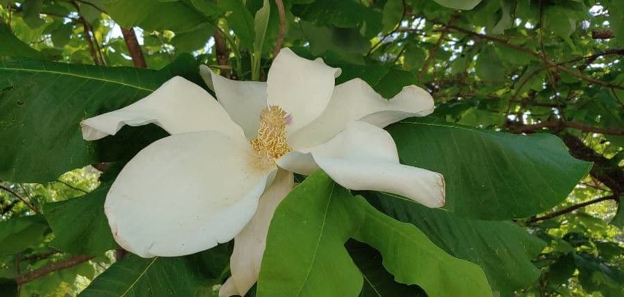 Magnolia à grandes feuilles 6
