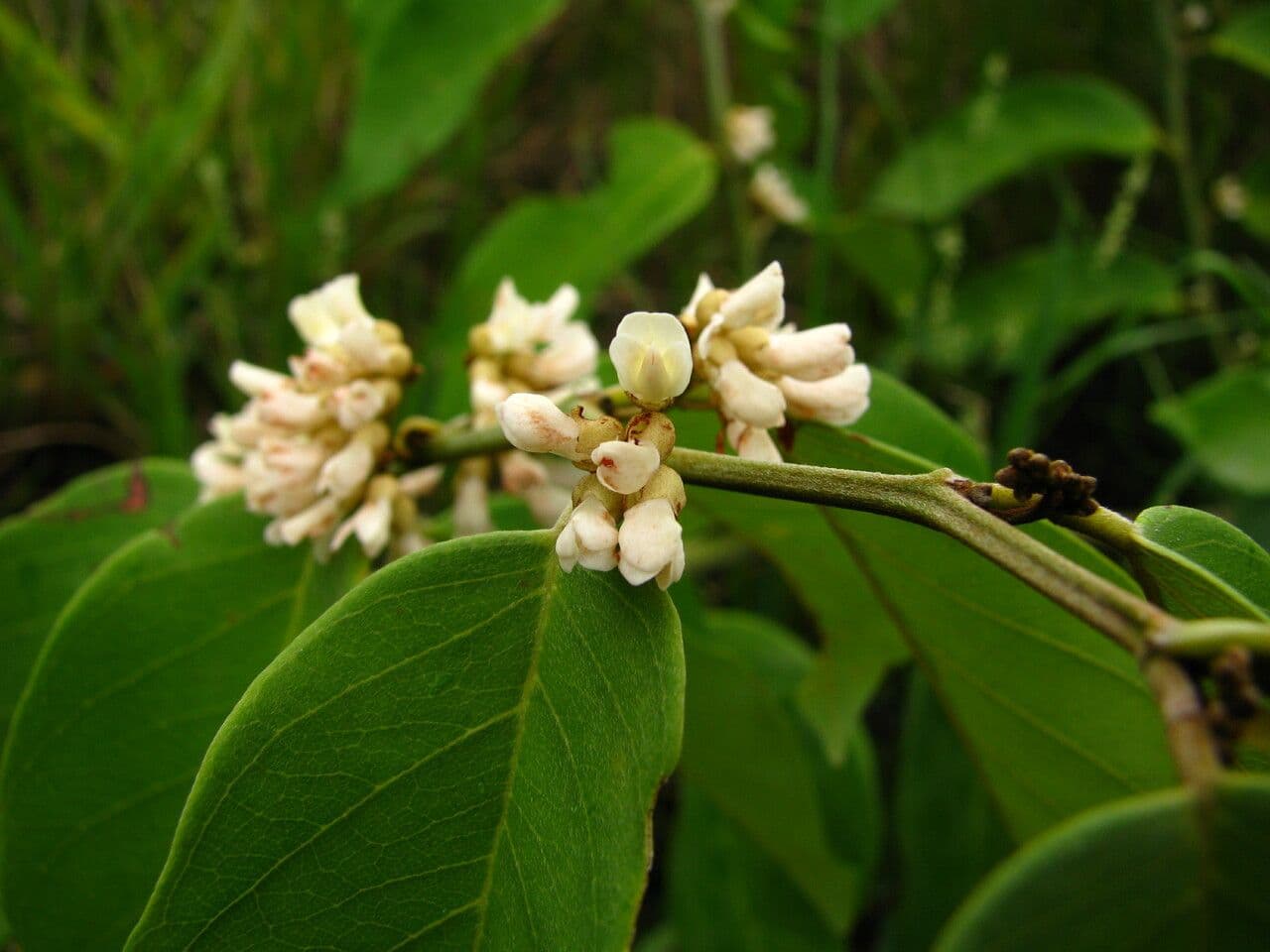 Dalbergia ecastaphyllum 6