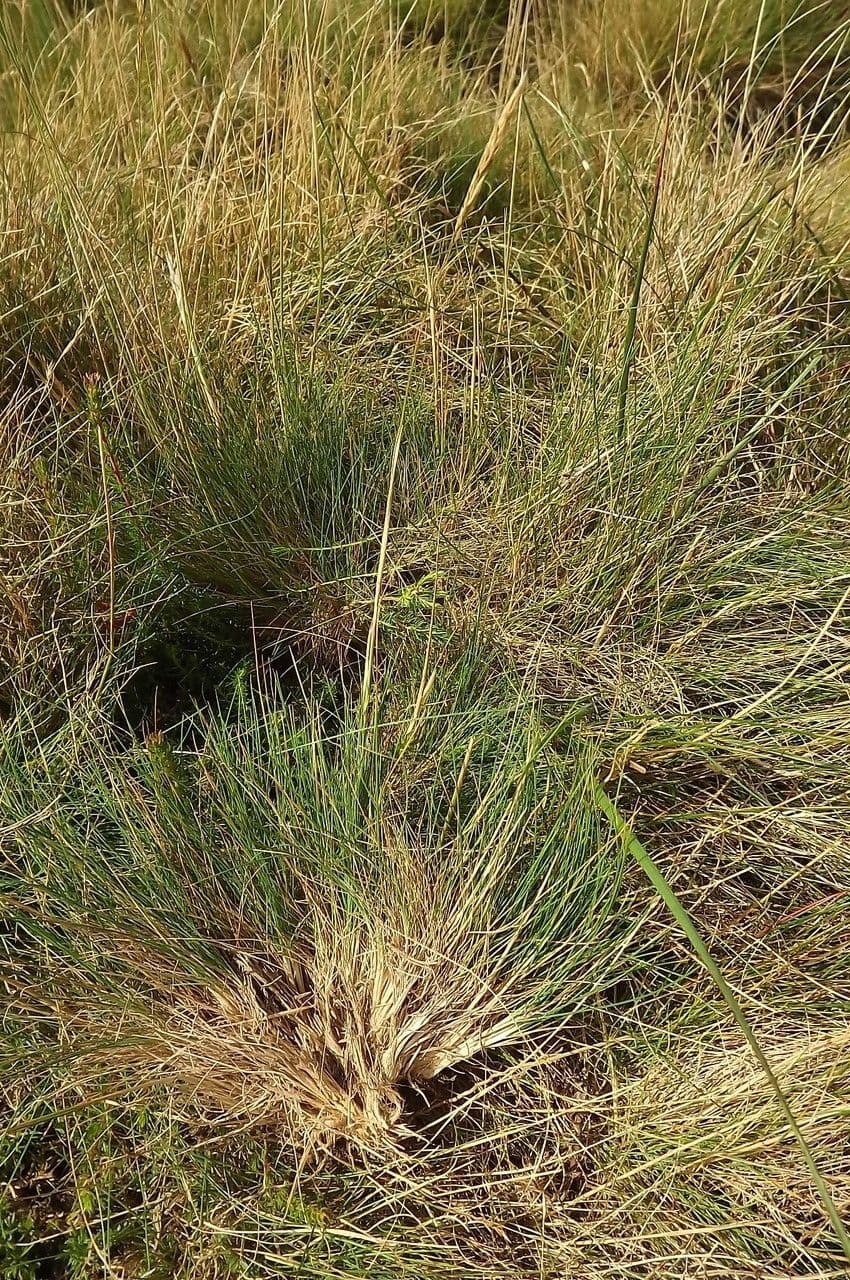 Agrostis curtisii 12