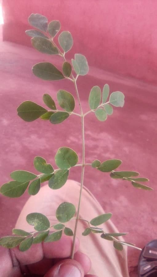 Moringa 17