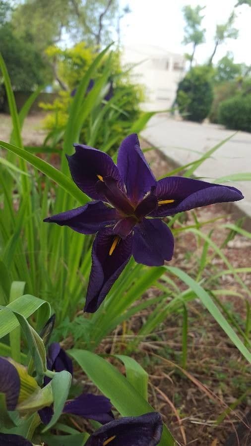 Iris bleu géant 5