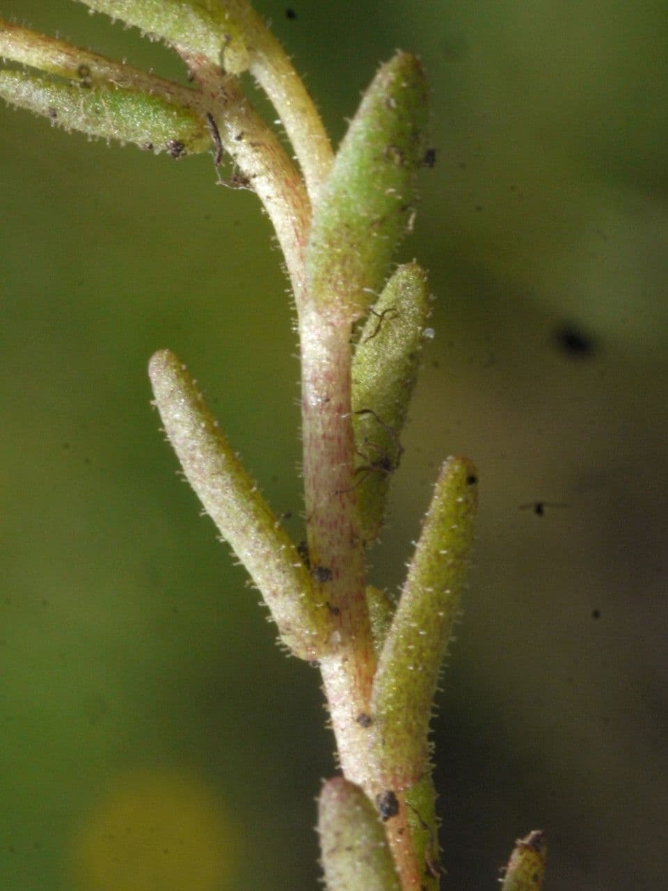 Behaarter Mauerpfeffer 2