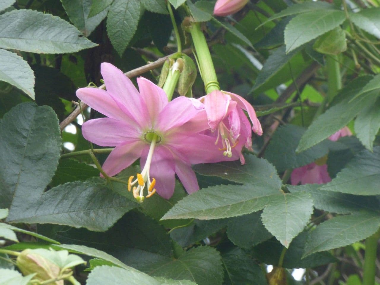 Passiflora tripartita 10