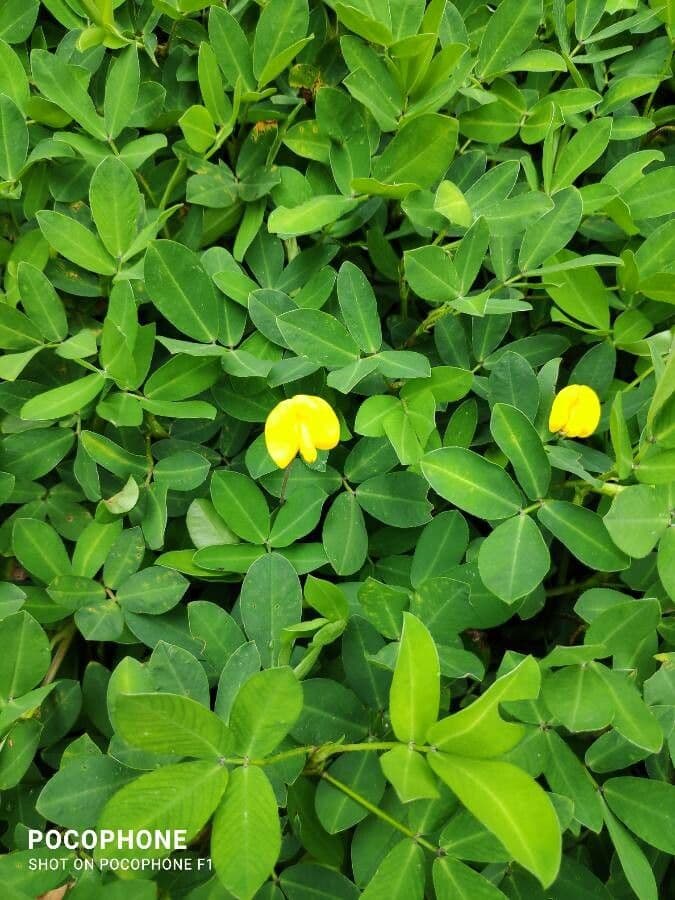 Arachis pintoi 6