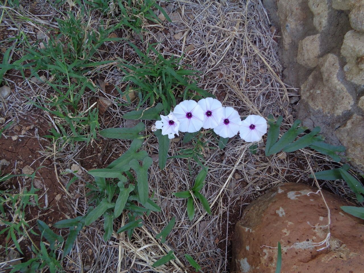 Ipomea 4