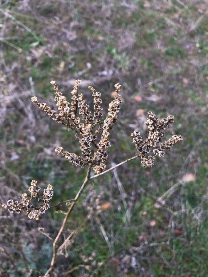 Weiße Artemisia 5