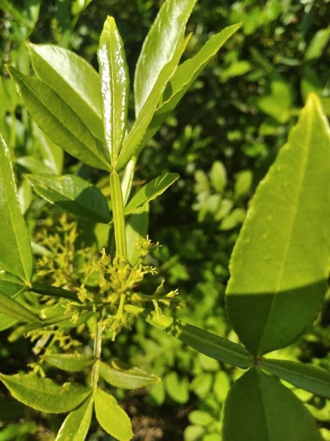 Zanthoxylum 7