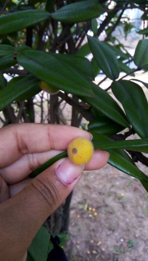 Acmella oleracea 4