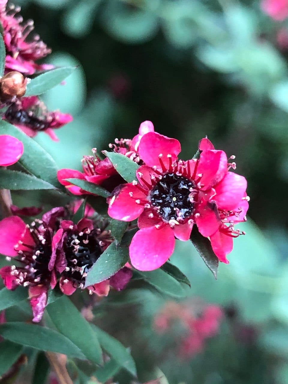 Manuka 7