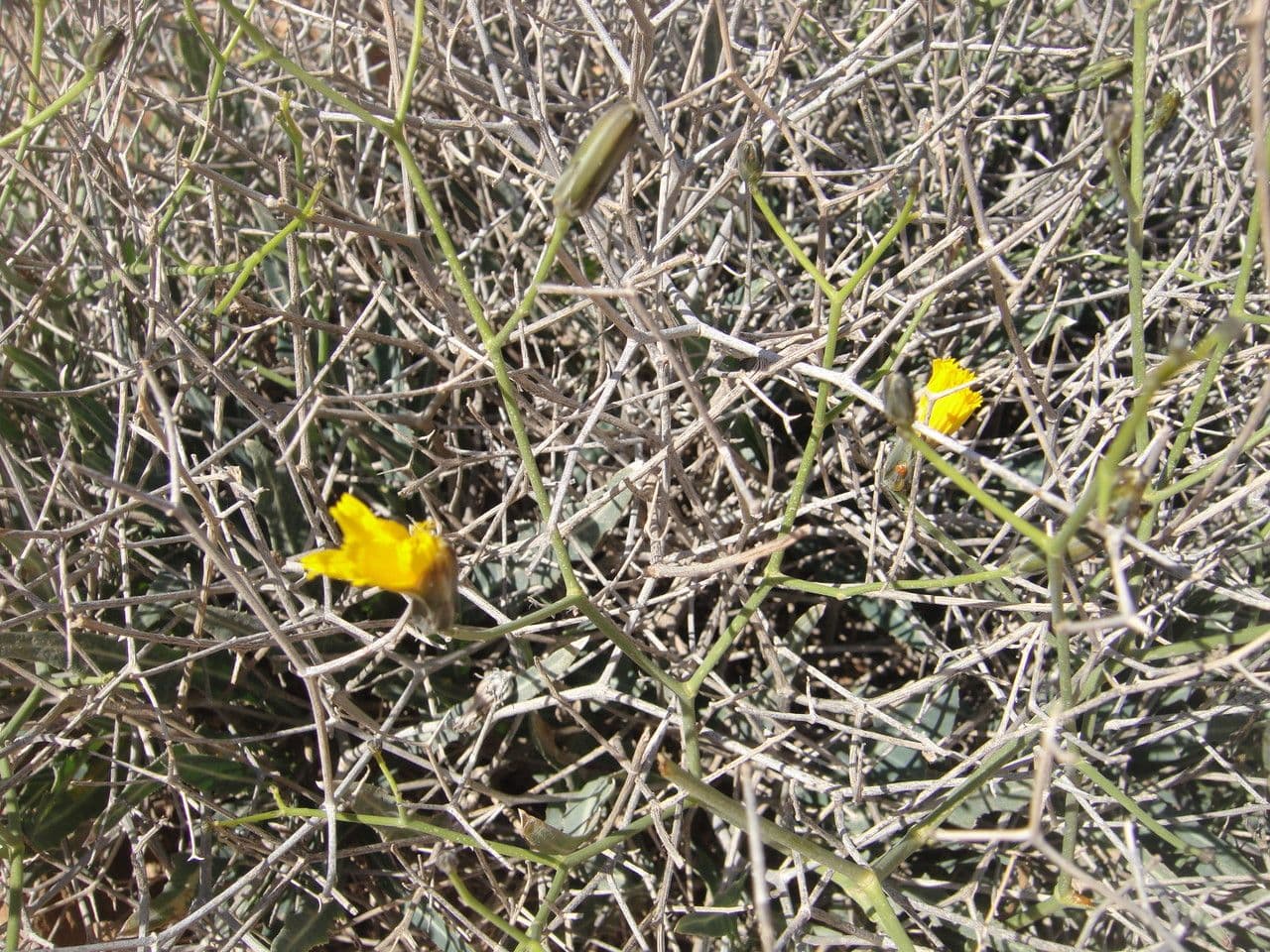 Lattuga lanosa 5