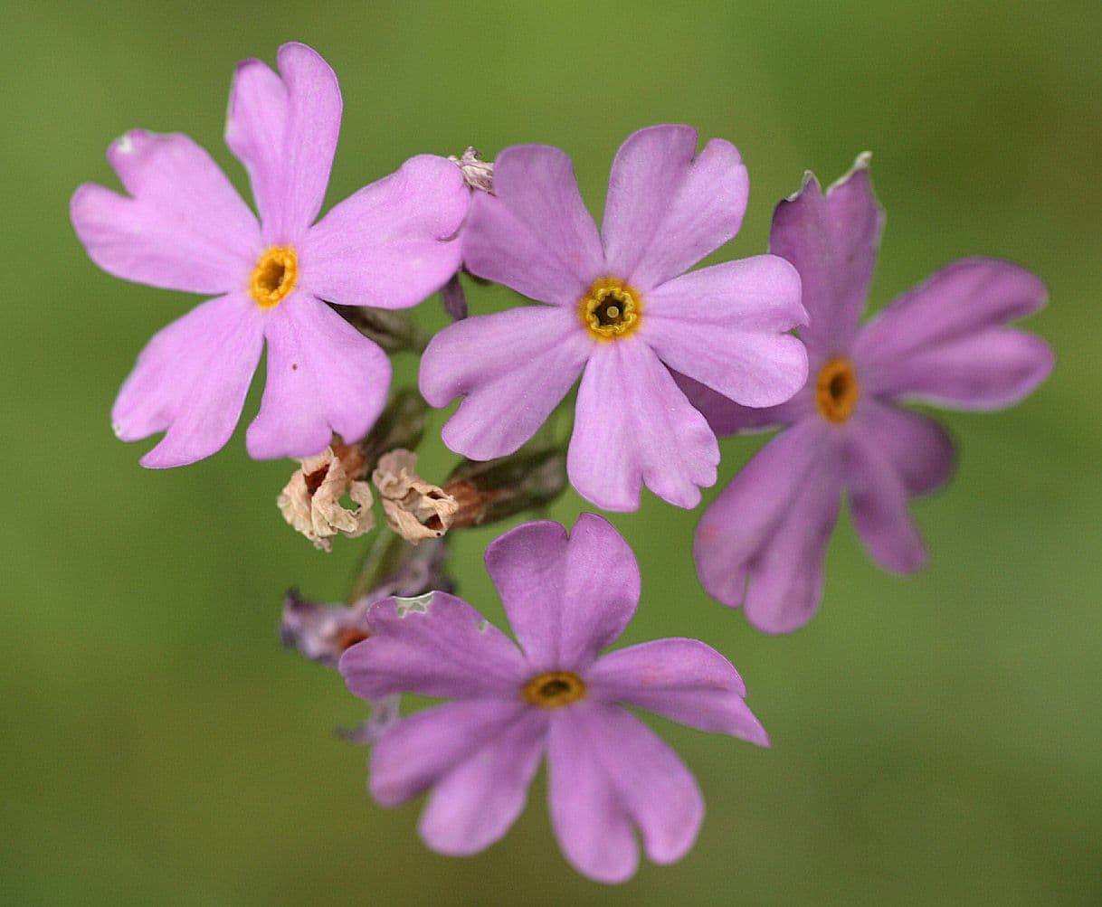 Primula di Laurent 8
