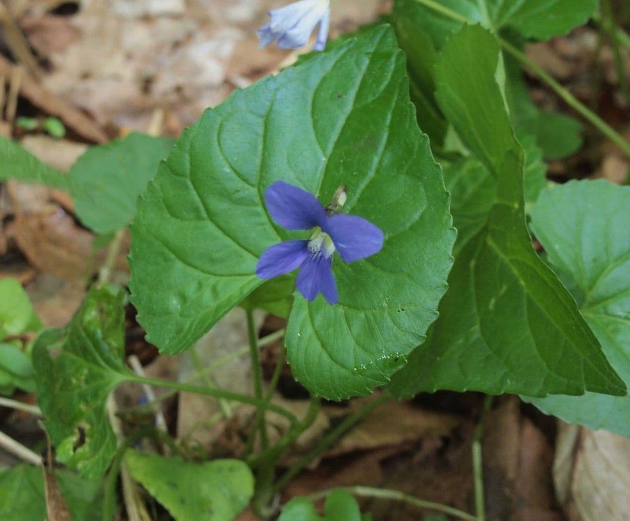 Viola del Labrador 10