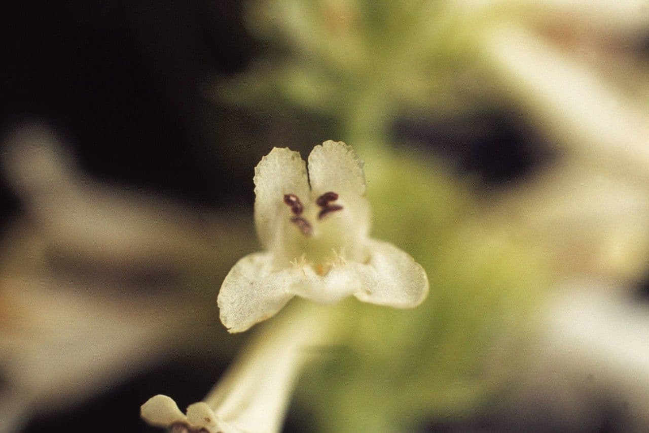 Penstemon