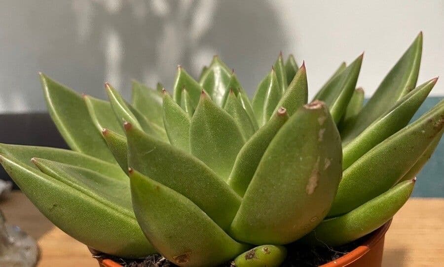 Echeveria 7