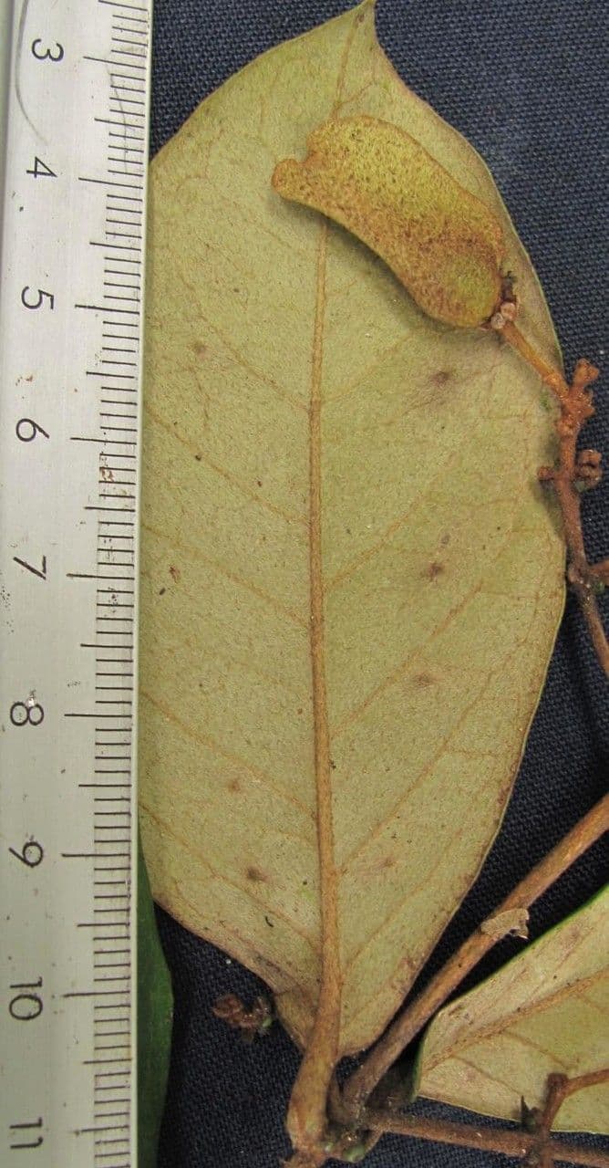 Heteropterys 9