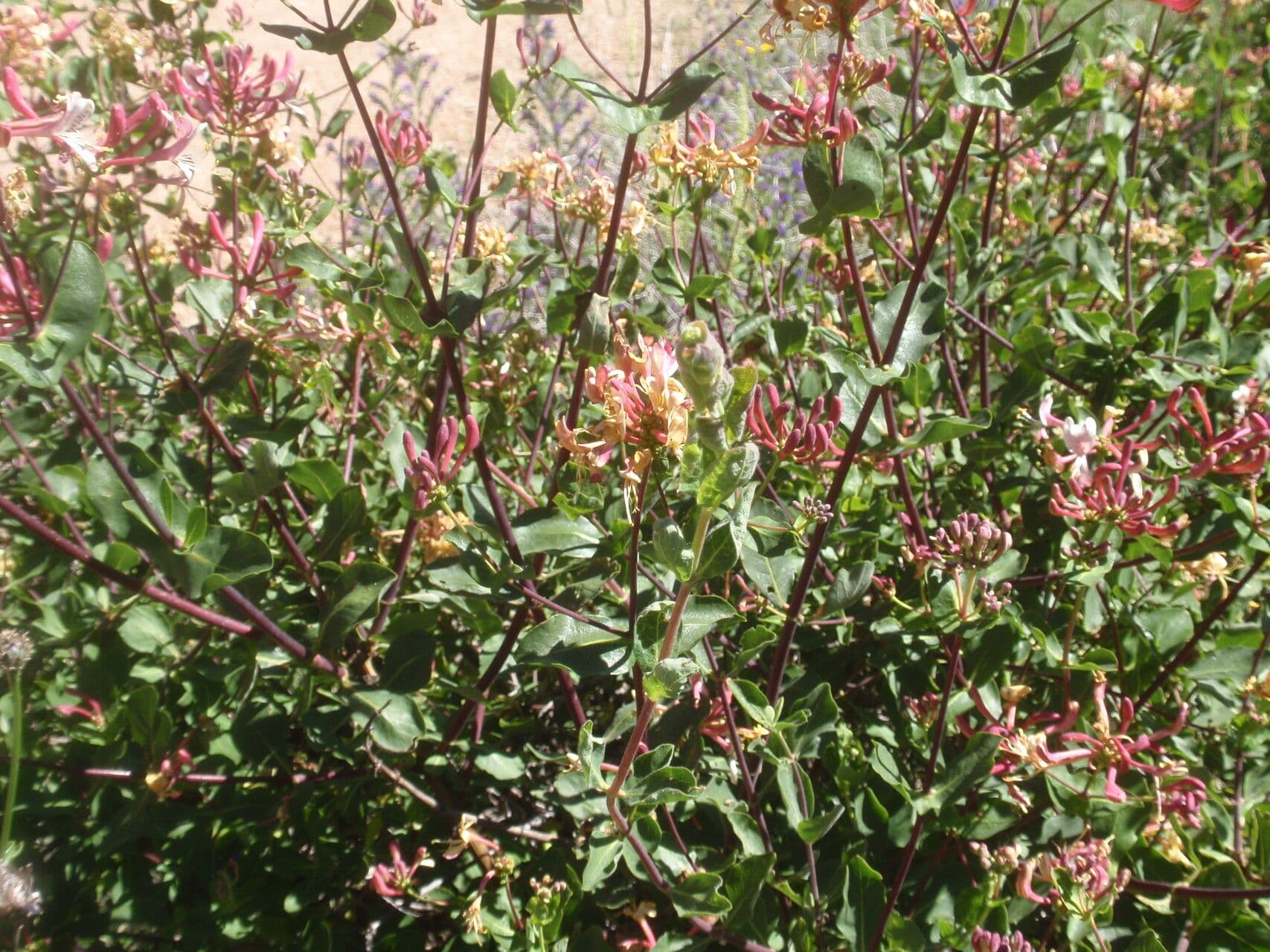 Caprifoglio etrusco 13