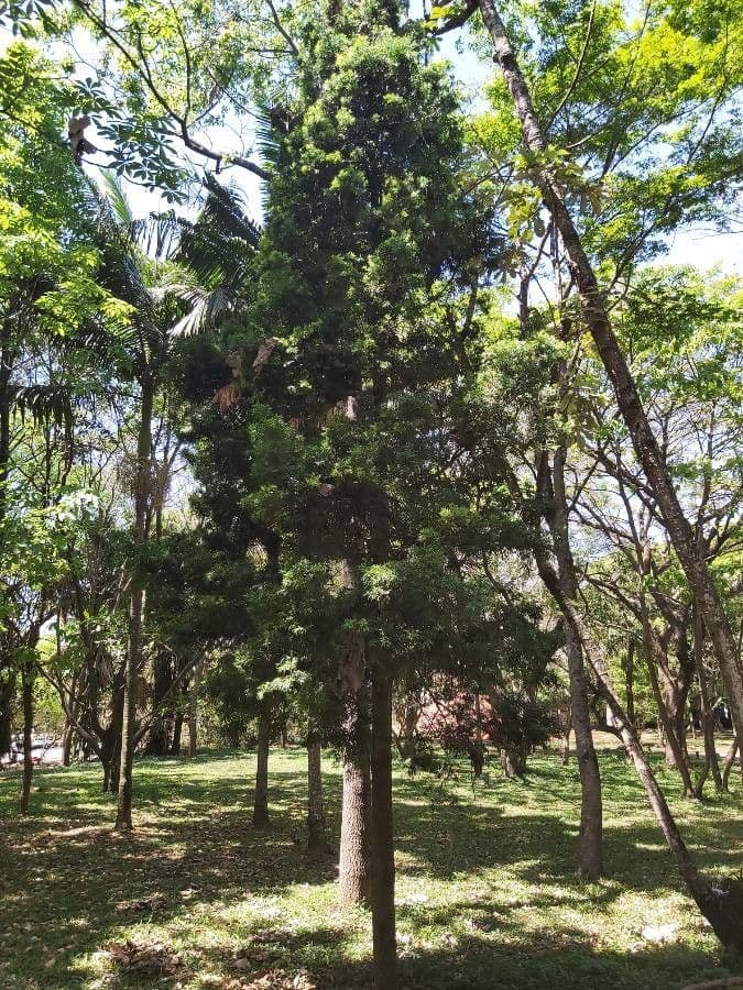 Afrocarpus falcatus 6