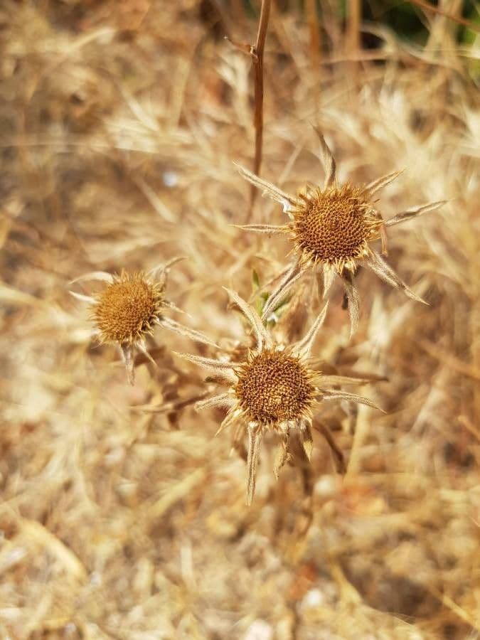 Asteroide spinoso