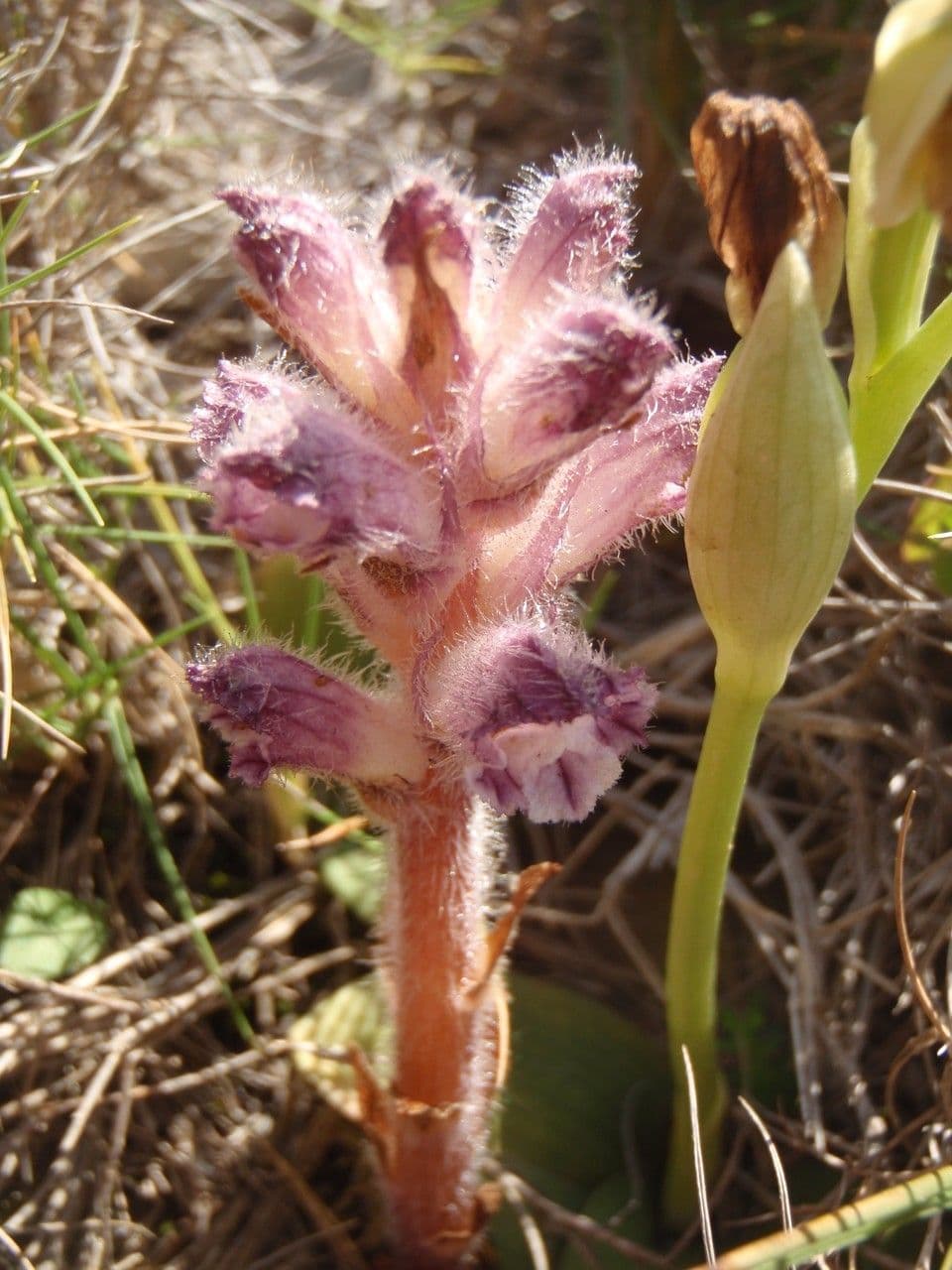 Orobanche pubescente 7