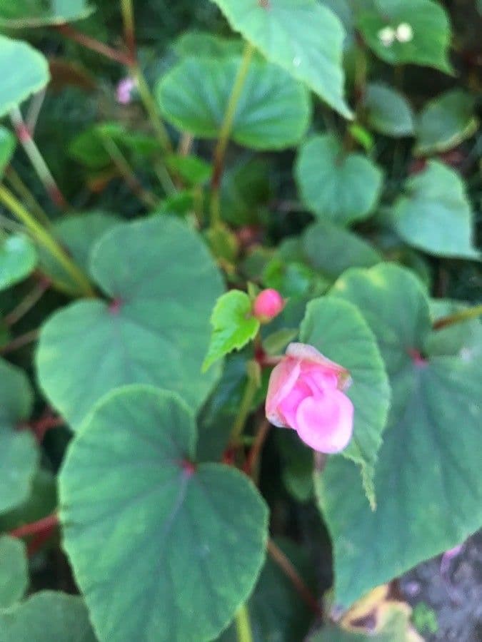 Begonia formosana 2
