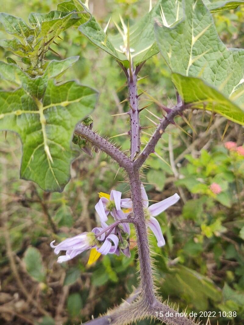 Psian palinacanthum 7