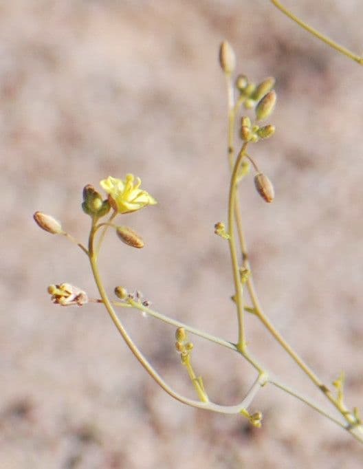 Diplotaxis di Pitard