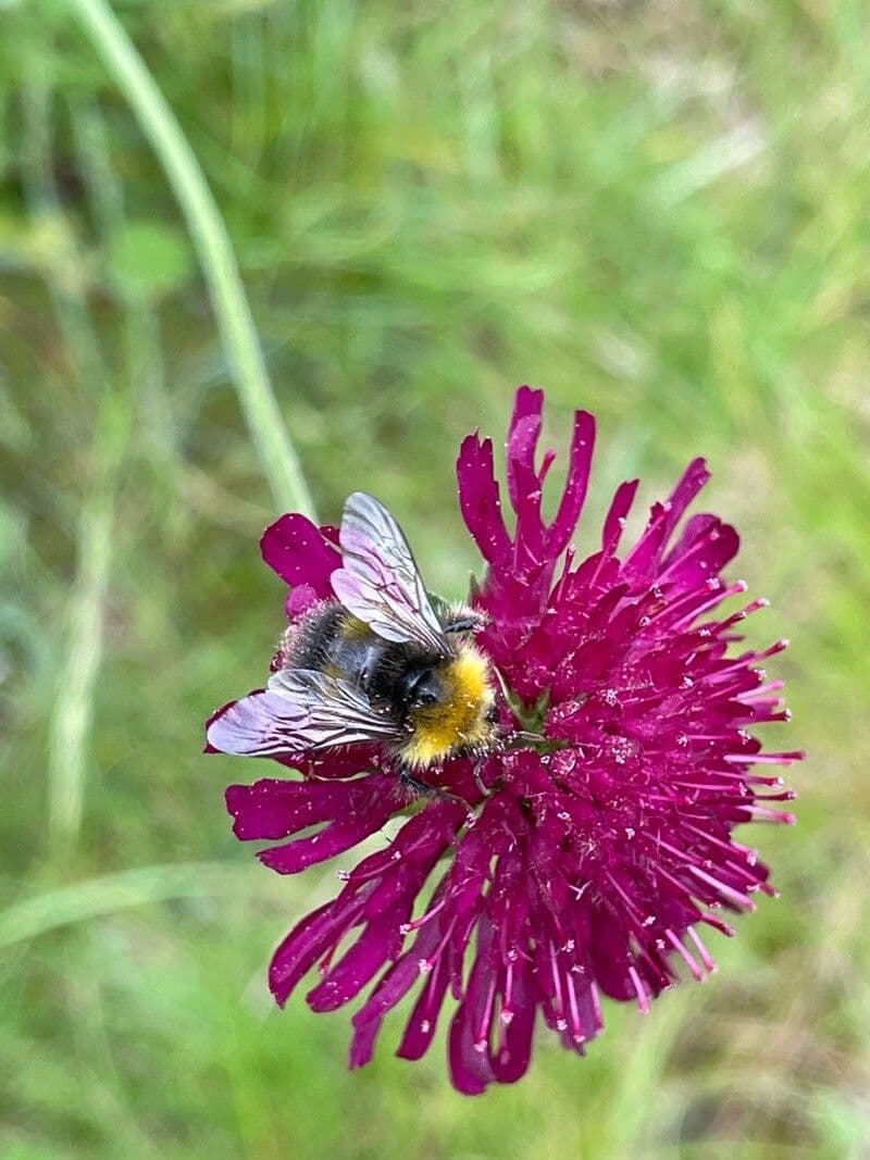 Knautia 9