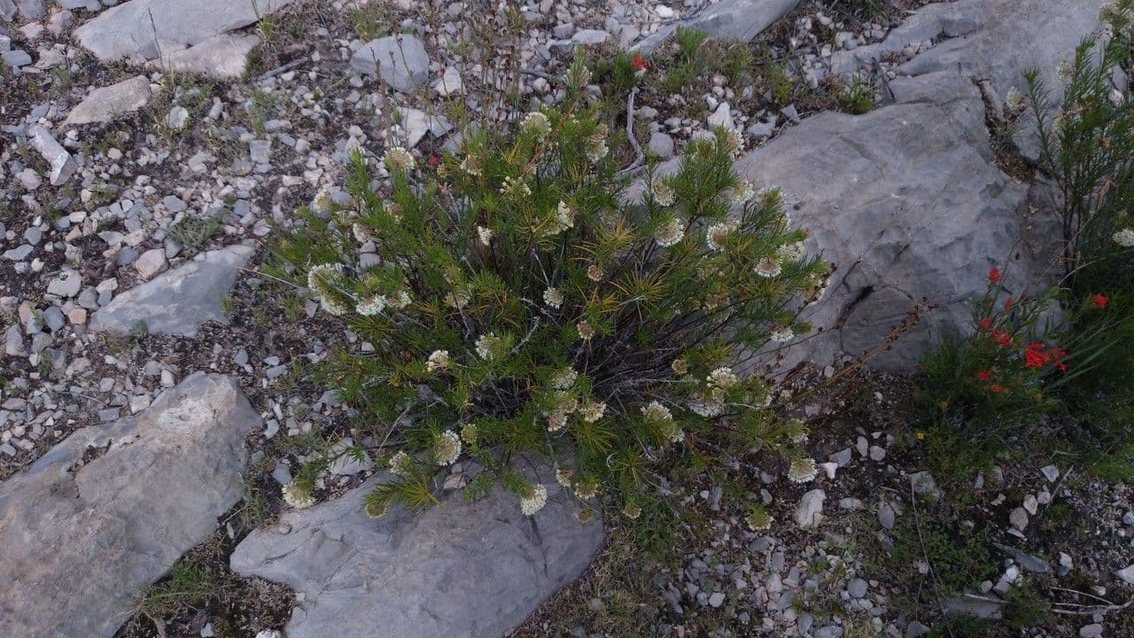 Asclepias linaria 15