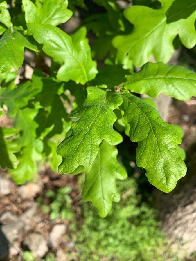 Quercia comune 20