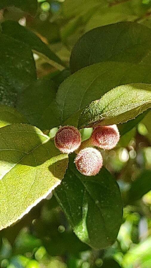 Loropetalum cinese 4