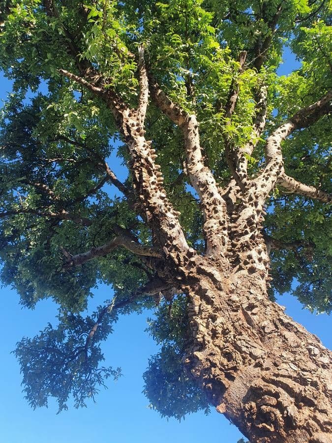 Zanthoxylum 11