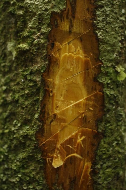 Duguetia calycina 14