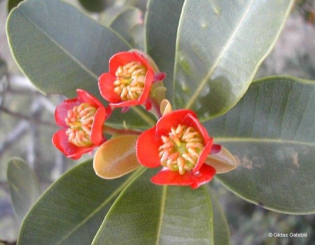 Xanthostemon