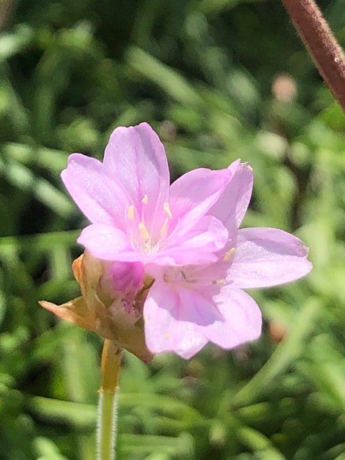 Armeria pubigera