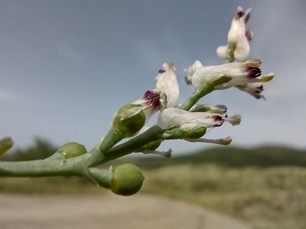 Kleinblütiges Erdrauch 2
